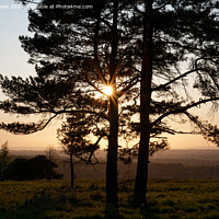 Buy canvas prints of Setting sun through the trees by Justin Lowe