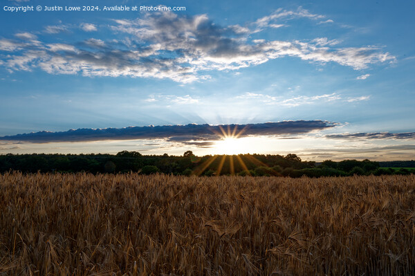 Setting sun over wheat field Picture Board by Justin Lowe