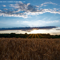 Buy canvas prints of Setting sun over wheat field by Justin Lowe