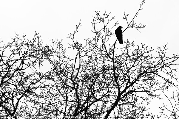 Crow in bare tree Picture Board by Mark Phillips