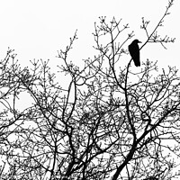 Buy canvas prints of Crow in bare tree by Mark Phillips