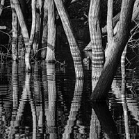 Buy canvas prints of Flooded woodland by Mark Phillips