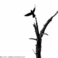 Buy canvas prints of Crow and dead tree by Mark Phillips