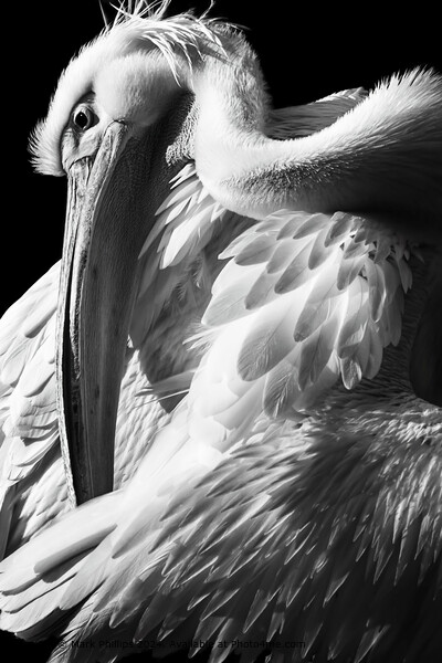 Great White Pelican Picture Board by Mark Phillips