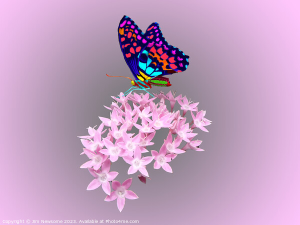 Multi Coloured Butterfly on Pink Flower Picture Board by Jim Newsome
