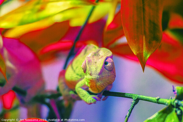 Chameleon blending into the background Picture Board by Jim Newsome