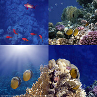 Buy canvas prints of The Amazing And Beautiful Coral Reef Sea Life by Johanna Hurmerinta