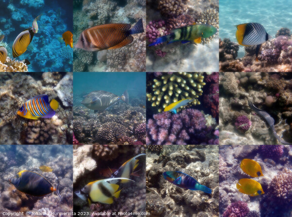 A Fantastic Red Sea Underwater Sealife Collage Picture Board by Johanna Hurmerinta