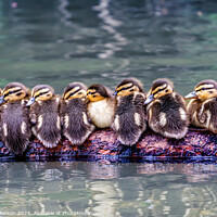 Buy canvas prints of Ducks in a Row by Alan Dickinson