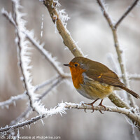 Buy canvas prints of Robin in the frost by Dean French