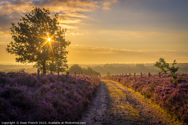 Sunrise At Roydon Common Picture Board by Dean French