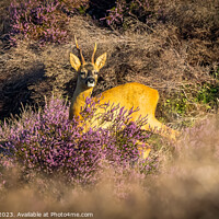 Buy canvas prints of Deer In Heather by Dean French