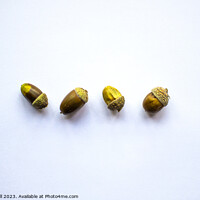 Buy canvas prints of Acorns by Nate Still