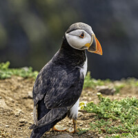 Buy canvas prints of Puffin on Skomer Island, Pembrokeshire by Robert Mowat