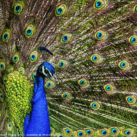 Buy canvas prints of Adult Peacock displaying by Robert Mowat