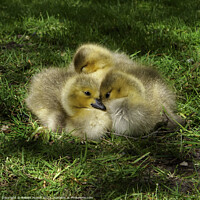 Buy canvas prints of Goslings huddled together for protection by Robert Mowat