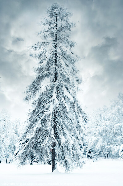 Winter fairy-tale tree Picture Board by Jitka Saniova