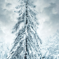 Buy canvas prints of Winter fairy-tale tree by Jitka Saniova