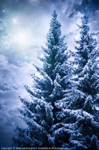 Romantic winter trees Picture Board by Jitka Saniova