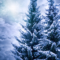 Buy canvas prints of Romantic winter trees by Jitka Saniova