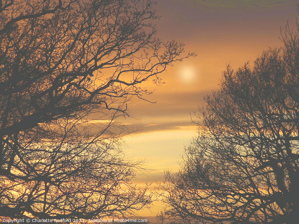 Sundown's Embrace in Prestbury Picture Board by Charlotte Radford