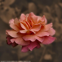 Buy canvas prints of Delicate Salmon Rose Suspended by Charlotte Radford
