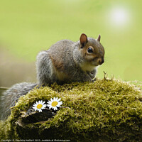 Buy canvas prints of Sunlit Squirrel On Mossy Stone by Charlotte Radford
