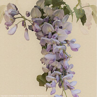 Buy canvas prints of Bewitching Wisteria Bloom's Enchantment by Charlotte Radford