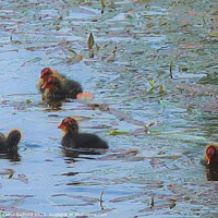 Buy canvas prints of Meandering Baby Coots  by Charlotte Radford