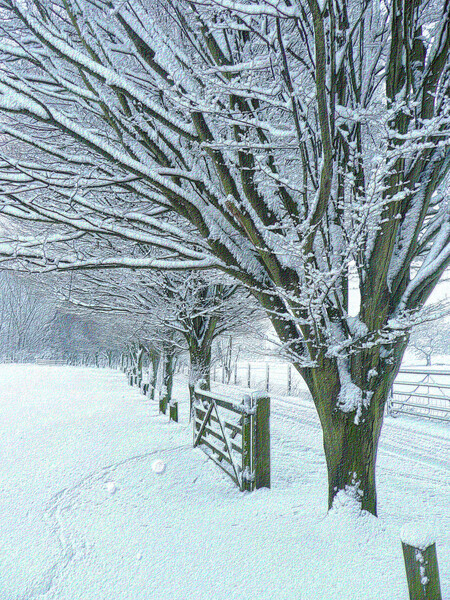 Country Lane in Winter  Picture Board by Charlotte Radford