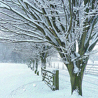 Buy canvas prints of Country Lane in Winter  by Charlotte Radford