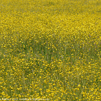 Buy canvas prints of A Festival of Buttercups by Charlotte Radford