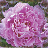 Buy canvas prints of Peony Perfect by Charlotte Radford