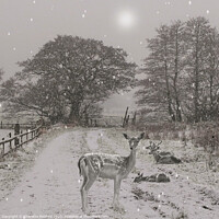 Buy canvas prints of Sleepy Deer on a Winters Day by Charlotte Radford