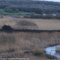 Buy canvas prints of The Starling Roost by Charlotte Radford