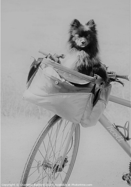 The Bike Ride Picture Board by Charlotte Radford