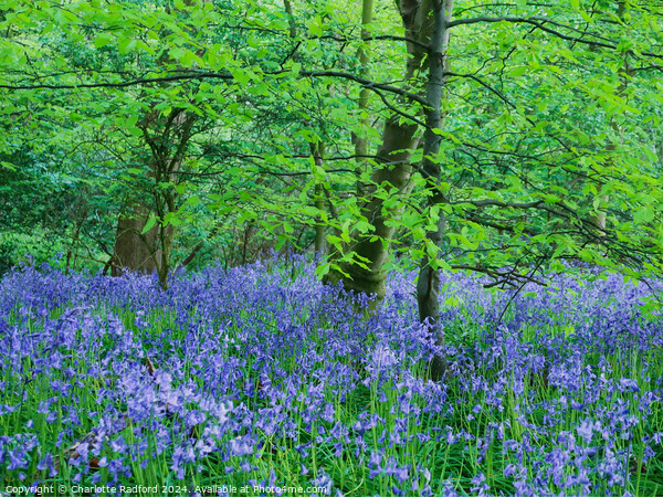 Bluebell Dell  Picture Board by Charlotte Radford