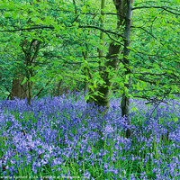 Buy canvas prints of Bluebell Dell  by Charlotte Radford