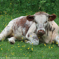 Buy canvas prints of An English Longhorn lazing in buttercups by Charlotte Radford