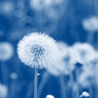 Buy canvas prints of Field of dandelion seeds blowing, stems and white fluffy dandelions ready to blow by Virginija Vaidakaviciene