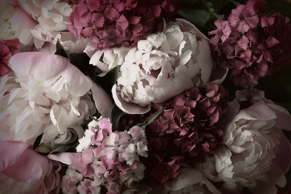 Beautiful summer flowers. Bouquet of pink peony and William back Picture Board by Virginija Vaidakaviciene