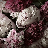 Buy canvas prints of Beautiful summer flowers. Bouquet of pink peony and William back by Virginija Vaidakaviciene