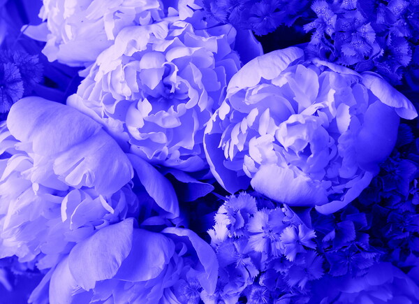 Beautiful spring pattern background with blue flower . Close up of peony flower Picture Board by Virginija Vaidakaviciene