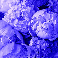 Buy canvas prints of Beautiful spring pattern background with blue flower . Close up of peony flower by Virginija Vaidakaviciene