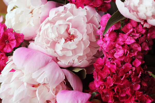 Beautiful summer flowers. Bouquet of pink peony and William background. Picture Board by Virginija Vaidakaviciene