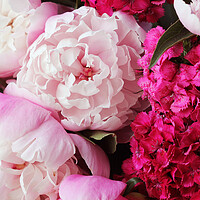 Buy canvas prints of Beautiful summer flowers. Bouquet of pink peony and William background. by Virginija Vaidakaviciene