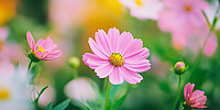 Click to show how this picture will look as a piece of wall art