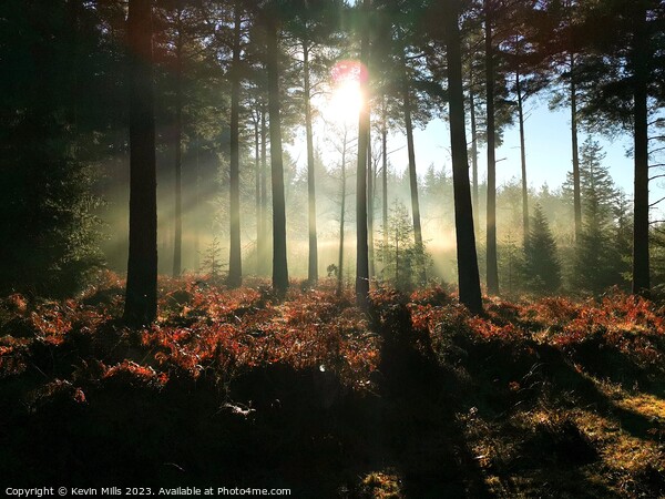 New Forest Winter Morning  Picture Board by Kevin Mills