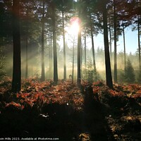 Buy canvas prints of New Forest Winter Morning  by Kevin Mills