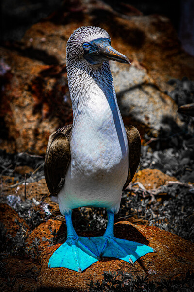 Blue Footed Booby Picture Board by Andrew Cartledge